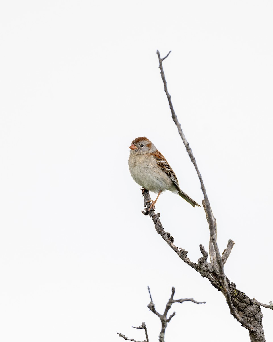 Field Sparrow - ML620551048