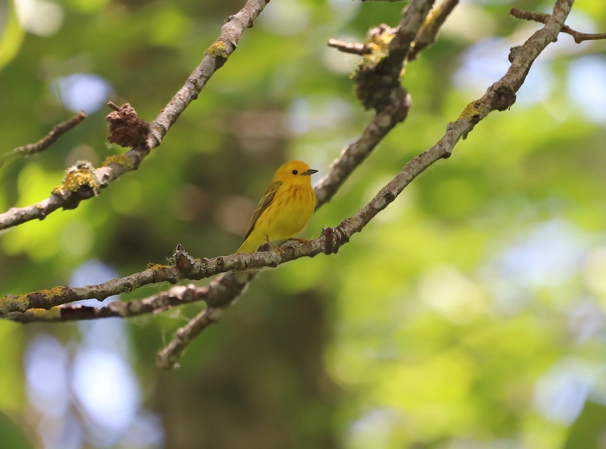 Yellow Warbler - ML620551049