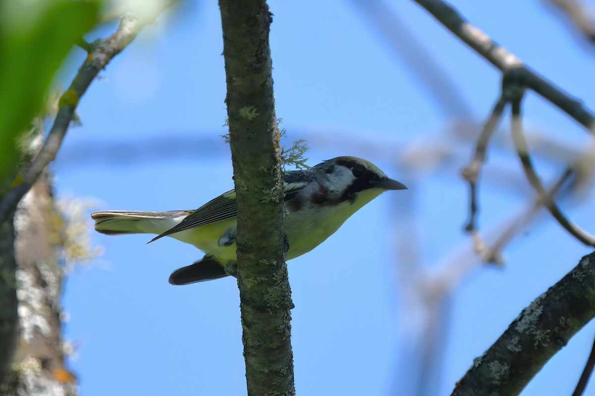 Chestnut-sided Warbler - ML620551054