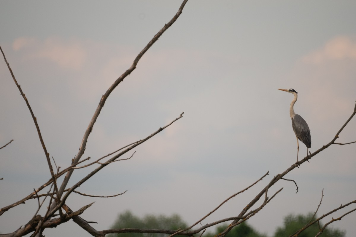 Gray Heron - ML620551062