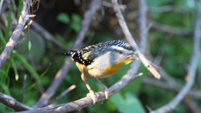 Fleckenpanthervogel (punctatus) - ML620551063