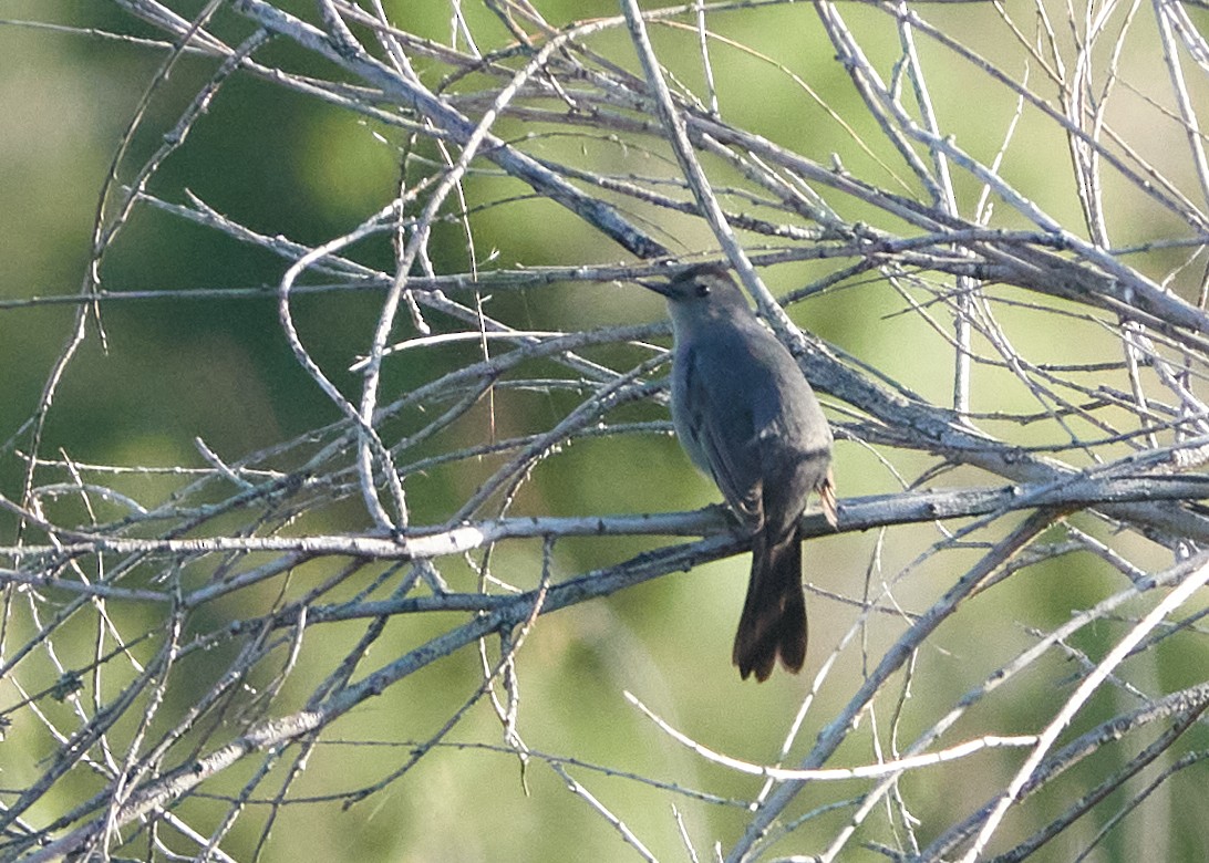 Gray Catbird - ML620551064