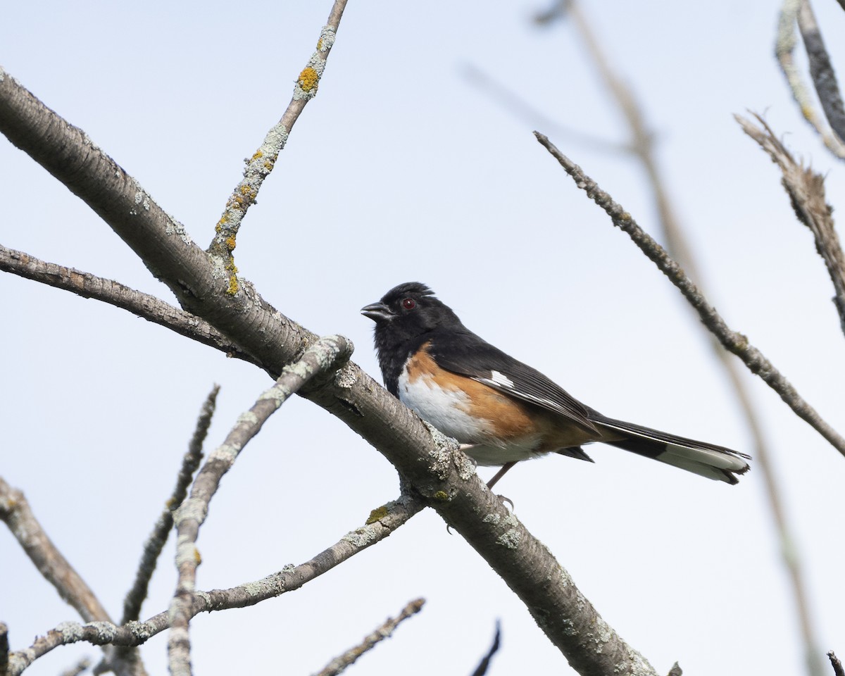 Eastern Towhee - ML620551065