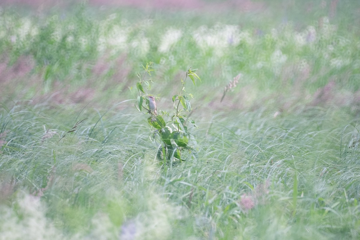 Sedge Warbler - ML620551070