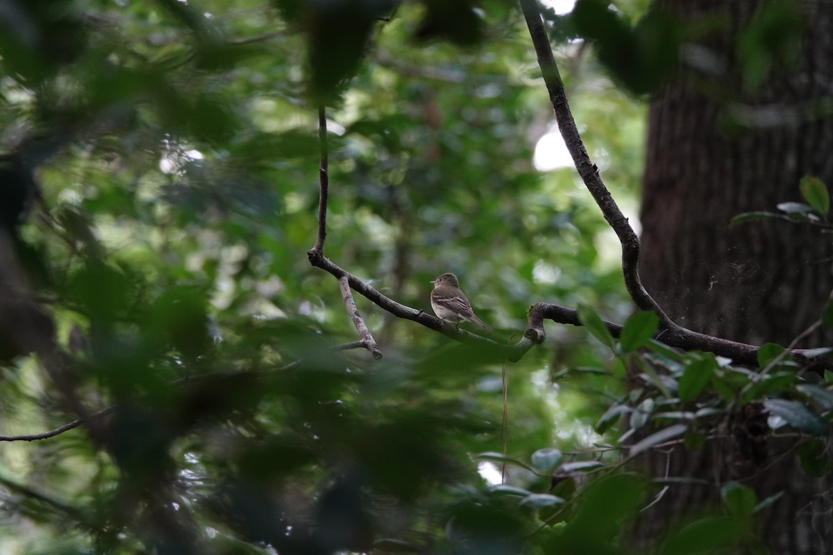 Acadian Flycatcher - ML620551071