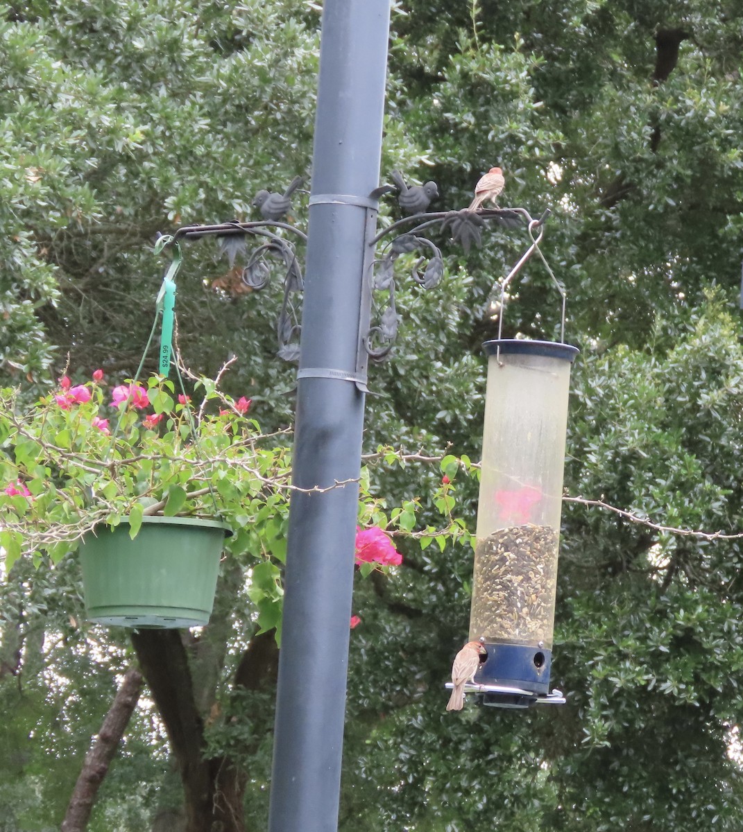 House Finch - ML620551072