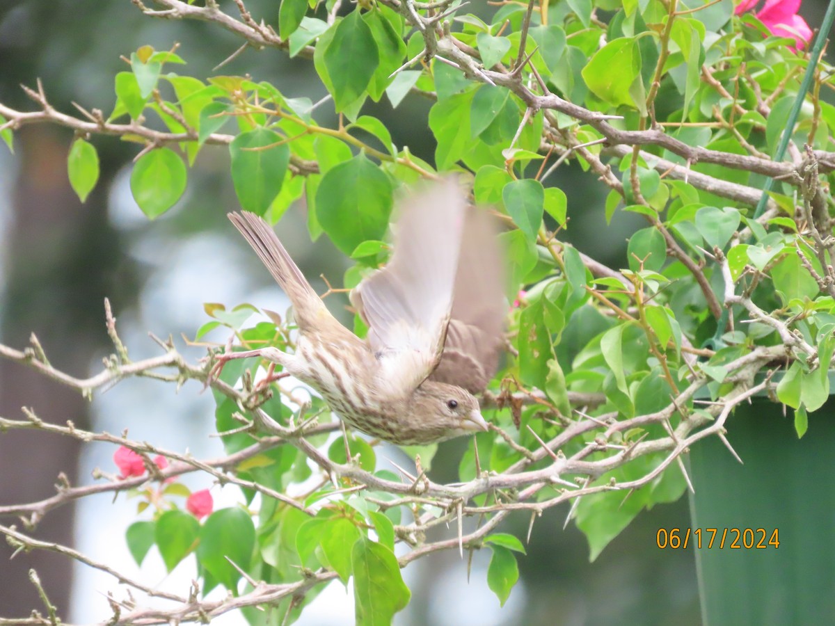 House Finch - ML620551073