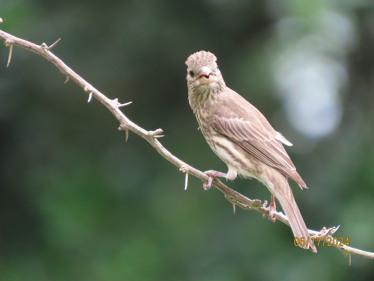 House Finch - ML620551074