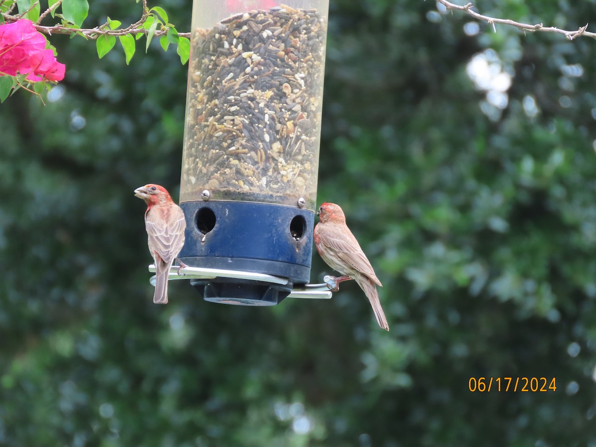 House Finch - ML620551077