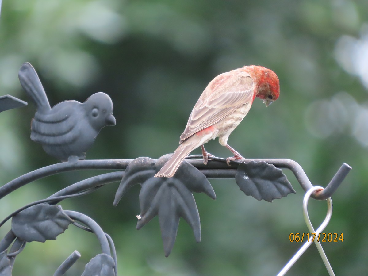 House Finch - ML620551081