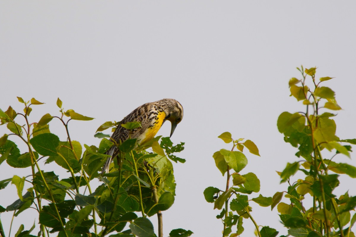 Western Meadowlark - ML620551091