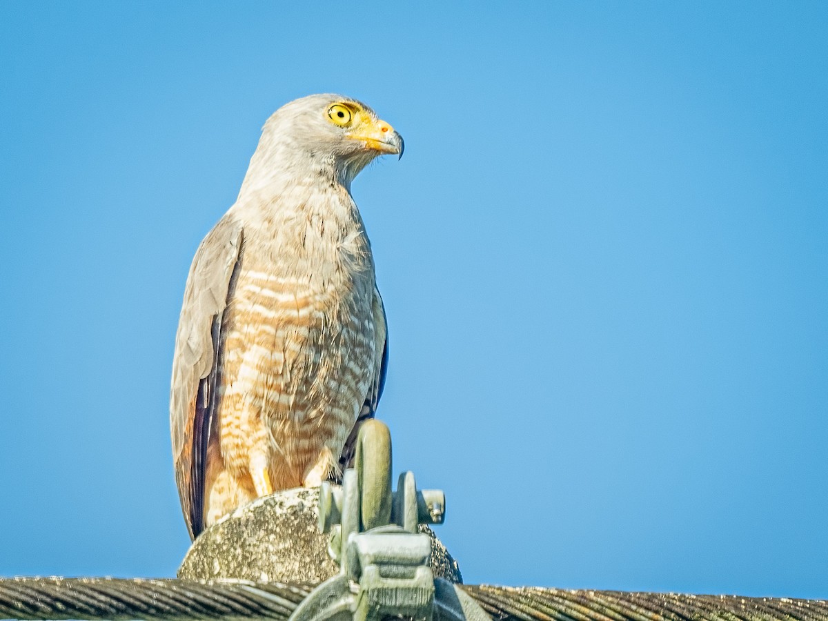 Roadside Hawk - ML620551093