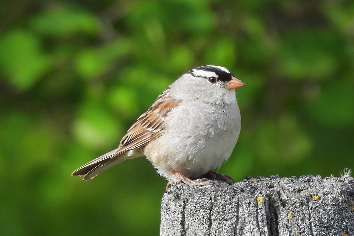 White-crowned Sparrow - ML620551098