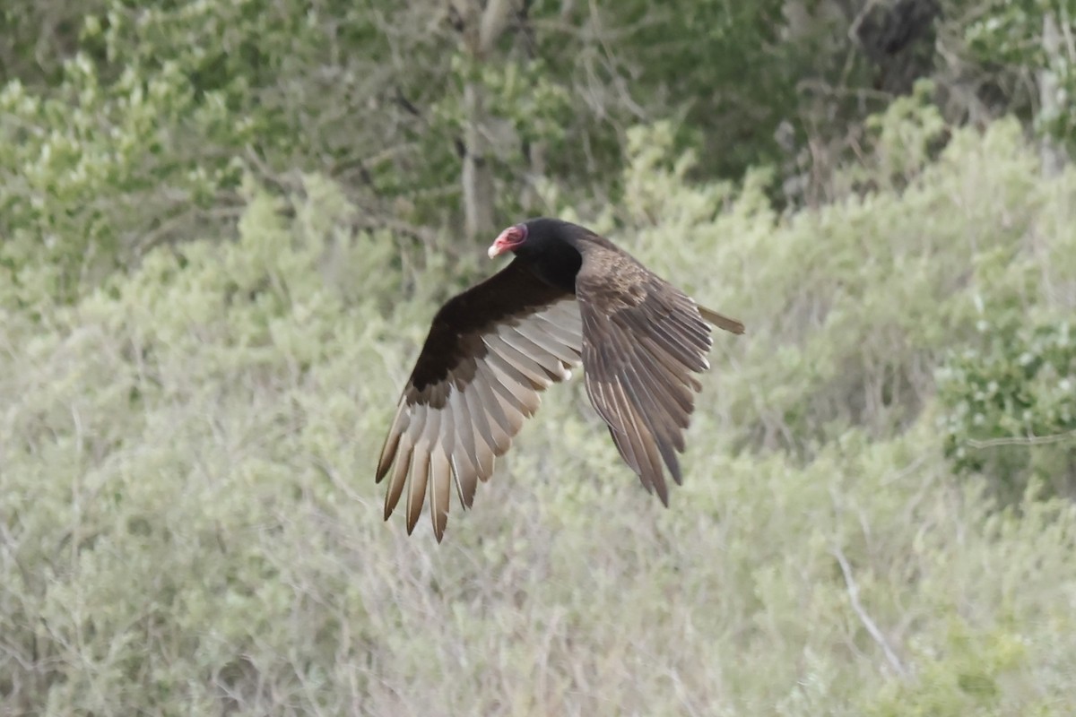 Urubu à tête rouge - ML620551102