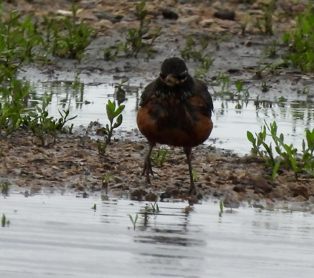 American Robin - ML620551104