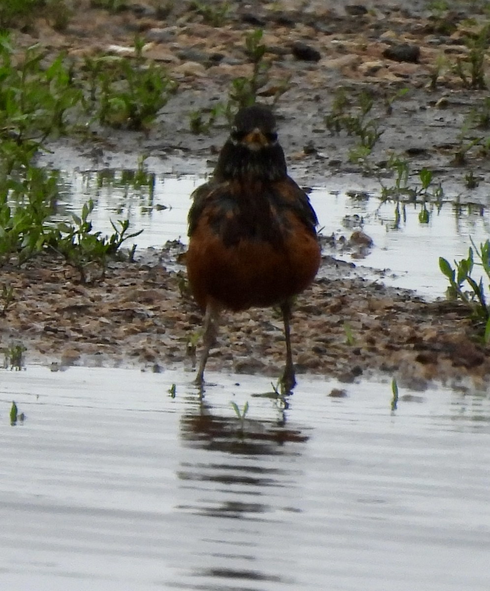 American Robin - ML620551105