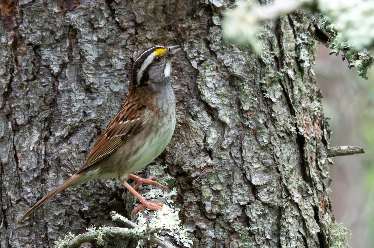 White-throated Sparrow - Adi Rao