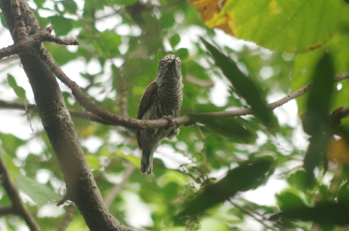 Ecuadorian Piculet - ML620551110