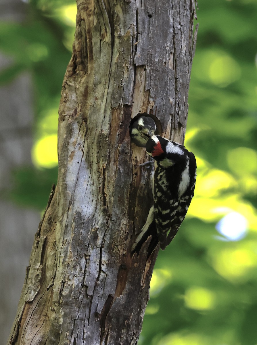 Downy Woodpecker - ML620551124