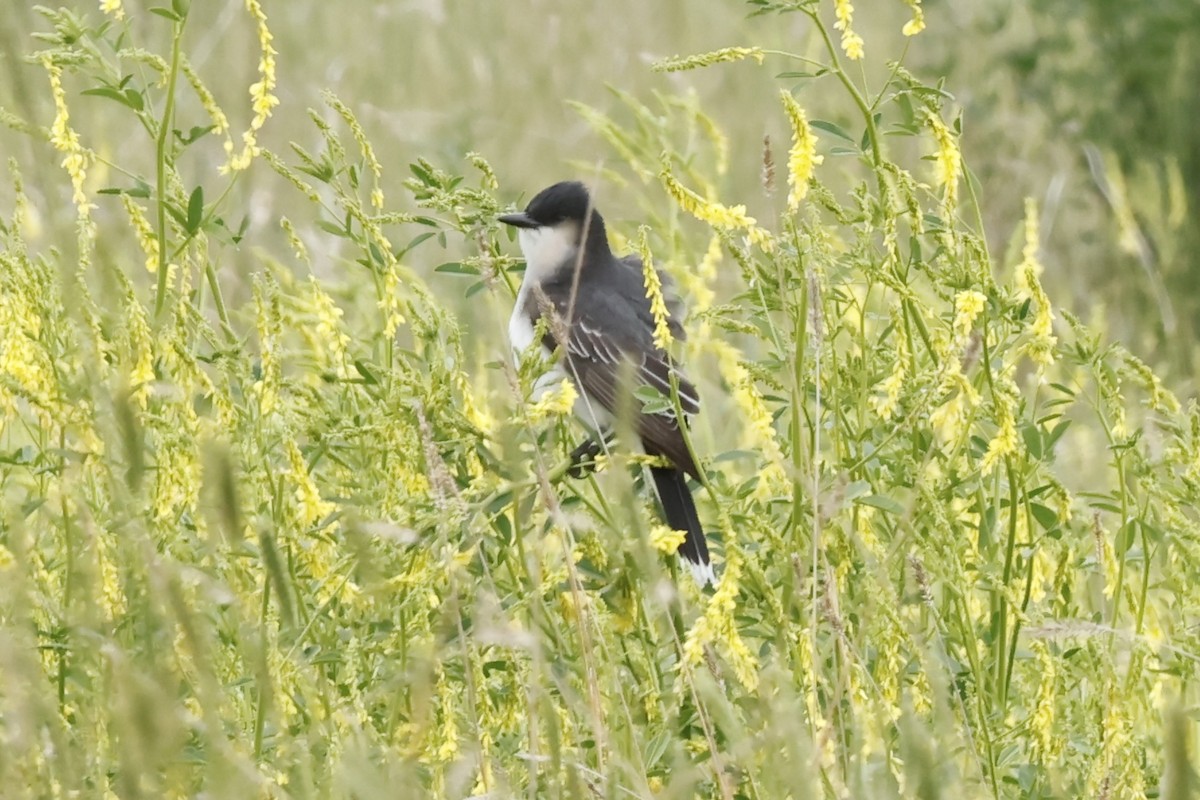 Eastern Kingbird - Scott Fischer