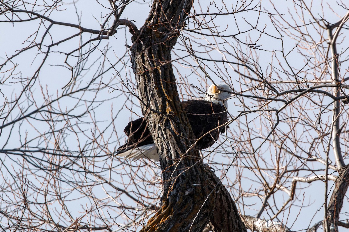 Bald Eagle - ML620551130