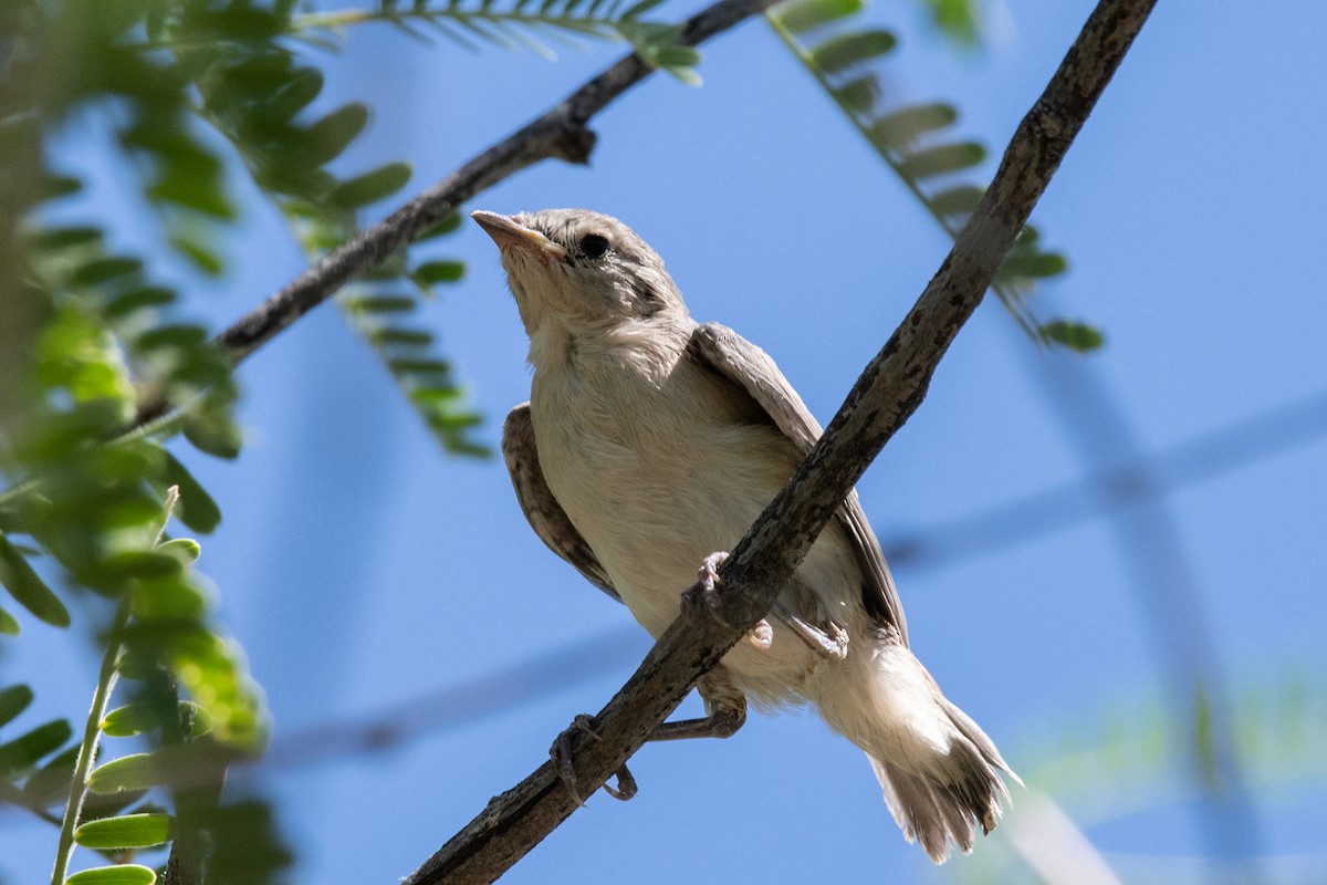 Lucy's Warbler - ML620551132