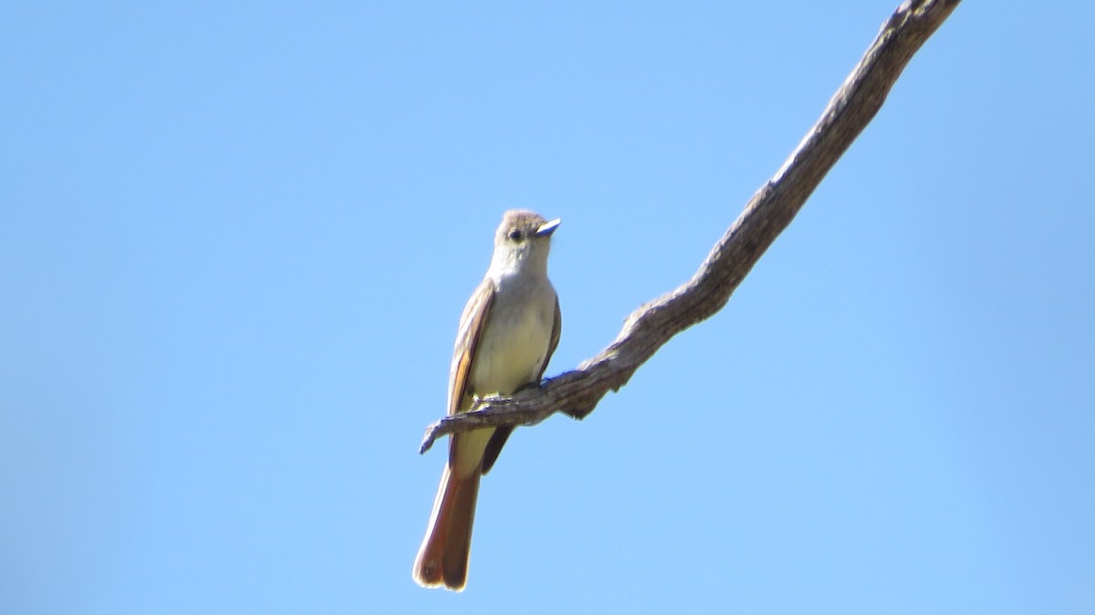 Ash-throated Flycatcher - ML620551141