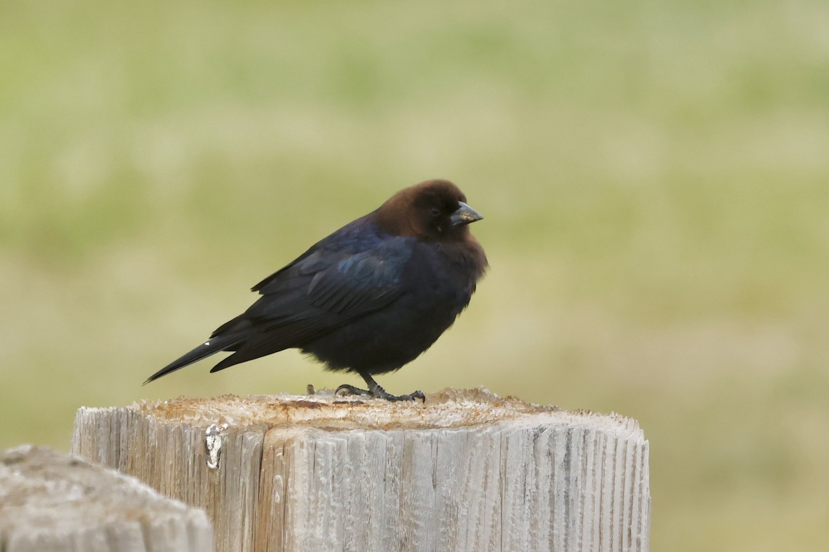 Brown-headed Cowbird - ML620551142