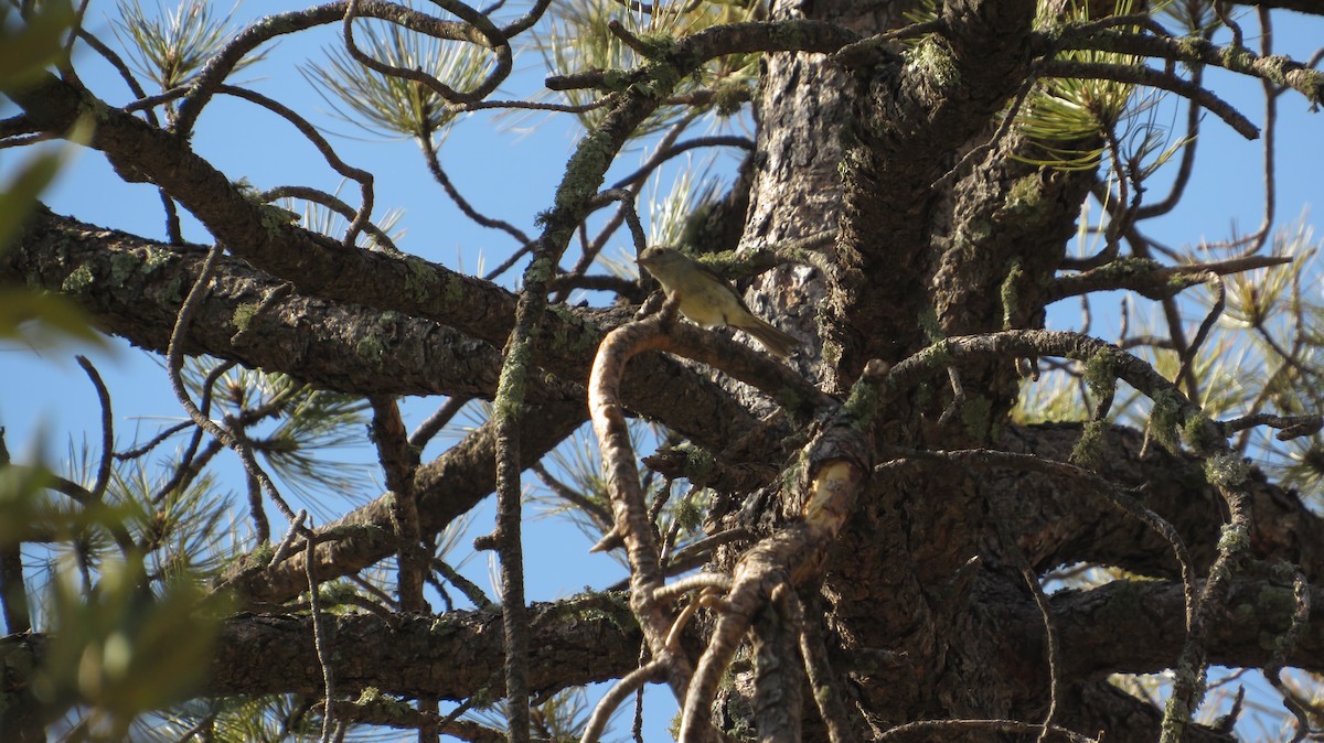 Hutton's Vireo - James P.