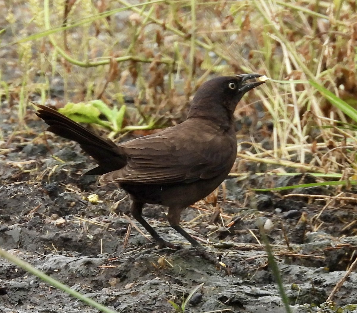 Common Grackle - ML620551147