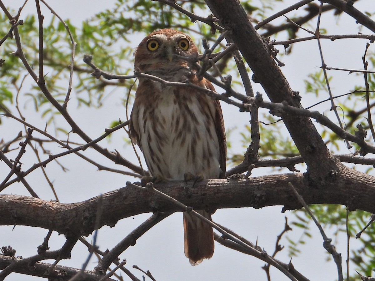 Ferruginous Pygmy-Owl - ML620551151