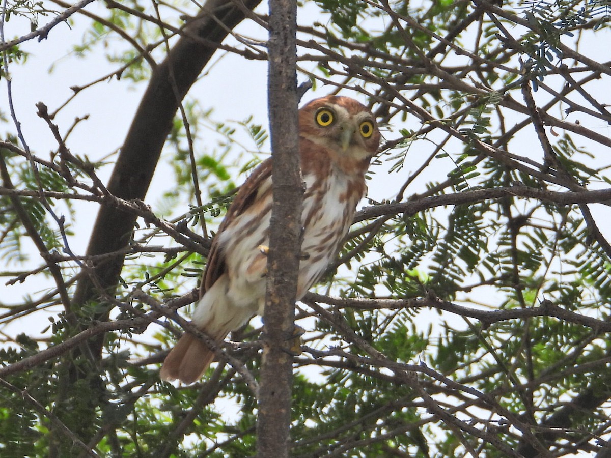 アカスズメフクロウ - ML620551152