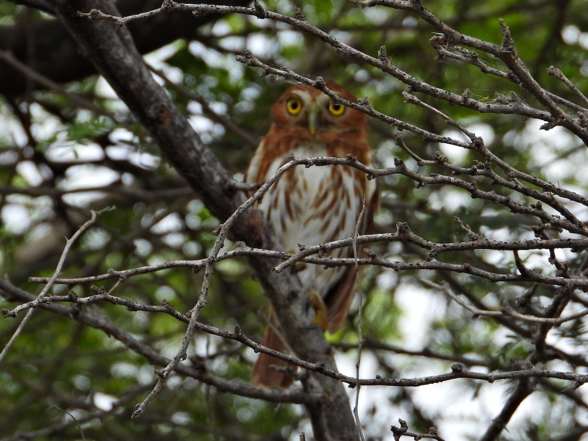 Ferruginous Pygmy-Owl - ML620551154