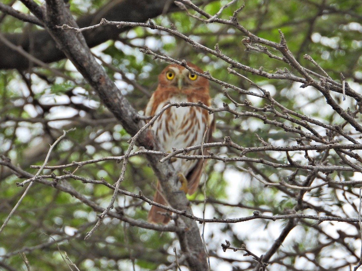 Ferruginous Pygmy-Owl - ML620551156