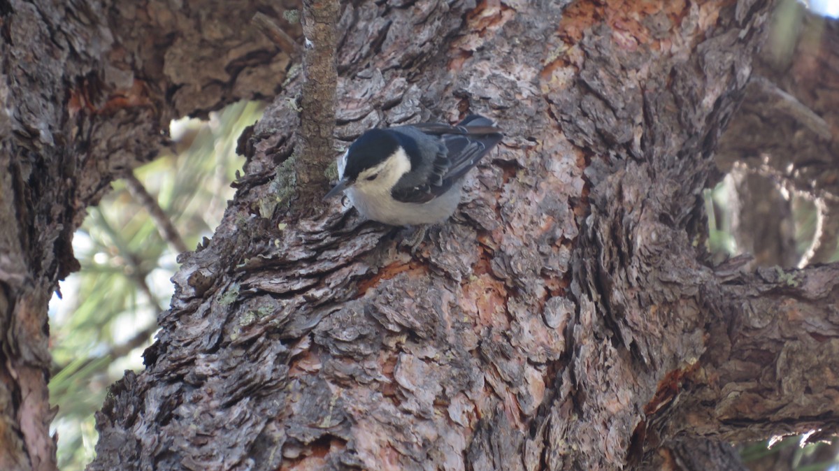 White-breasted Nuthatch (Interior West) - ML620551157