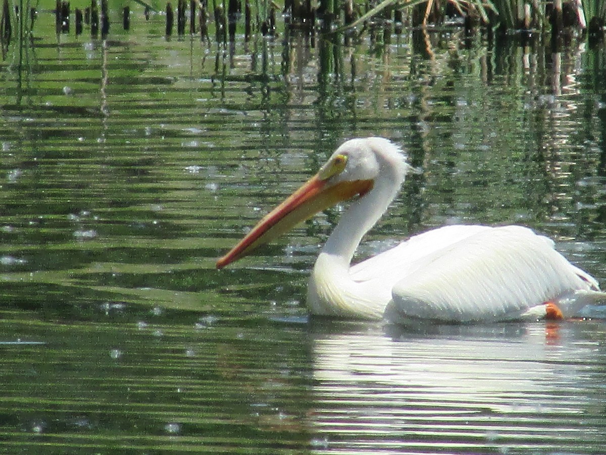 American White Pelican - ML620551159