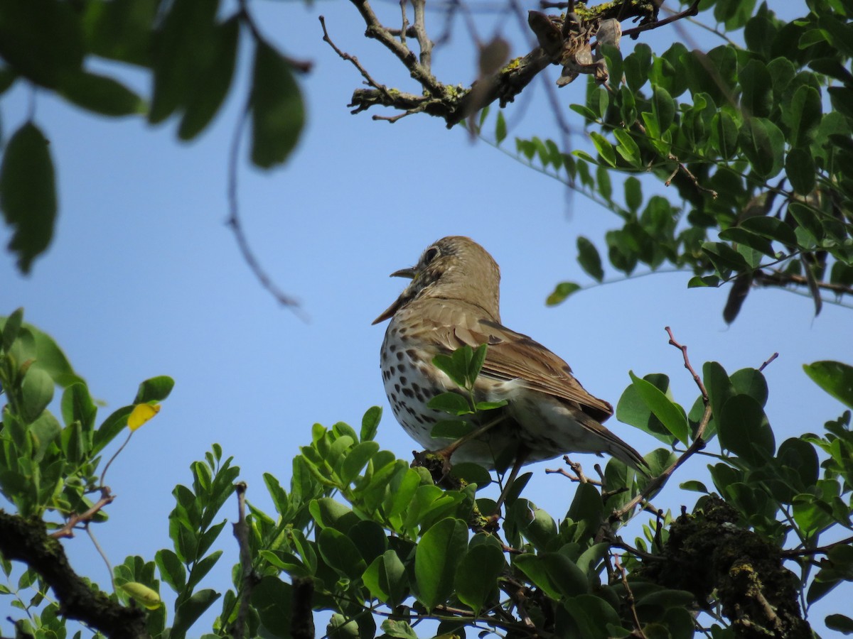 Song Thrush - ML620551161