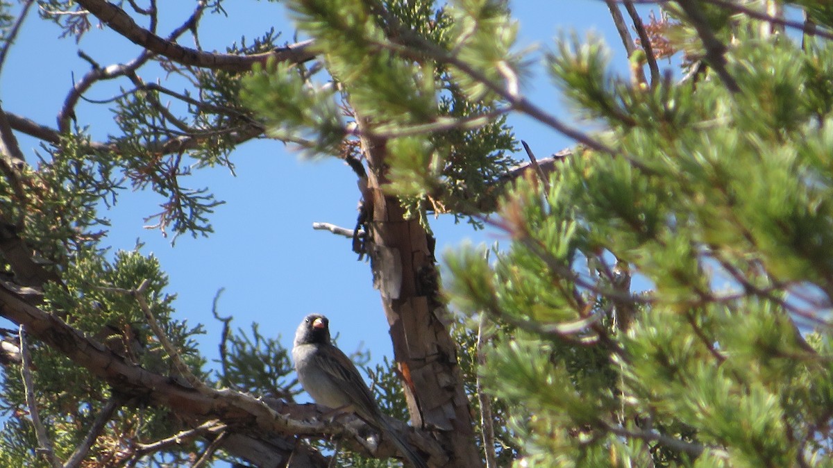 Black-chinned Sparrow - ML620551163