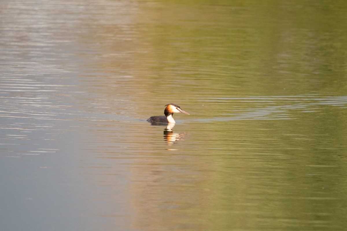 Great Crested Grebe - ML620551172