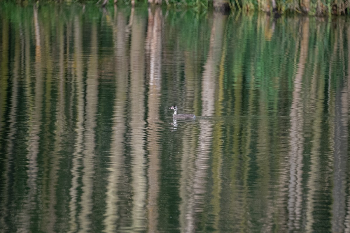 Great Crested Grebe - ML620551173