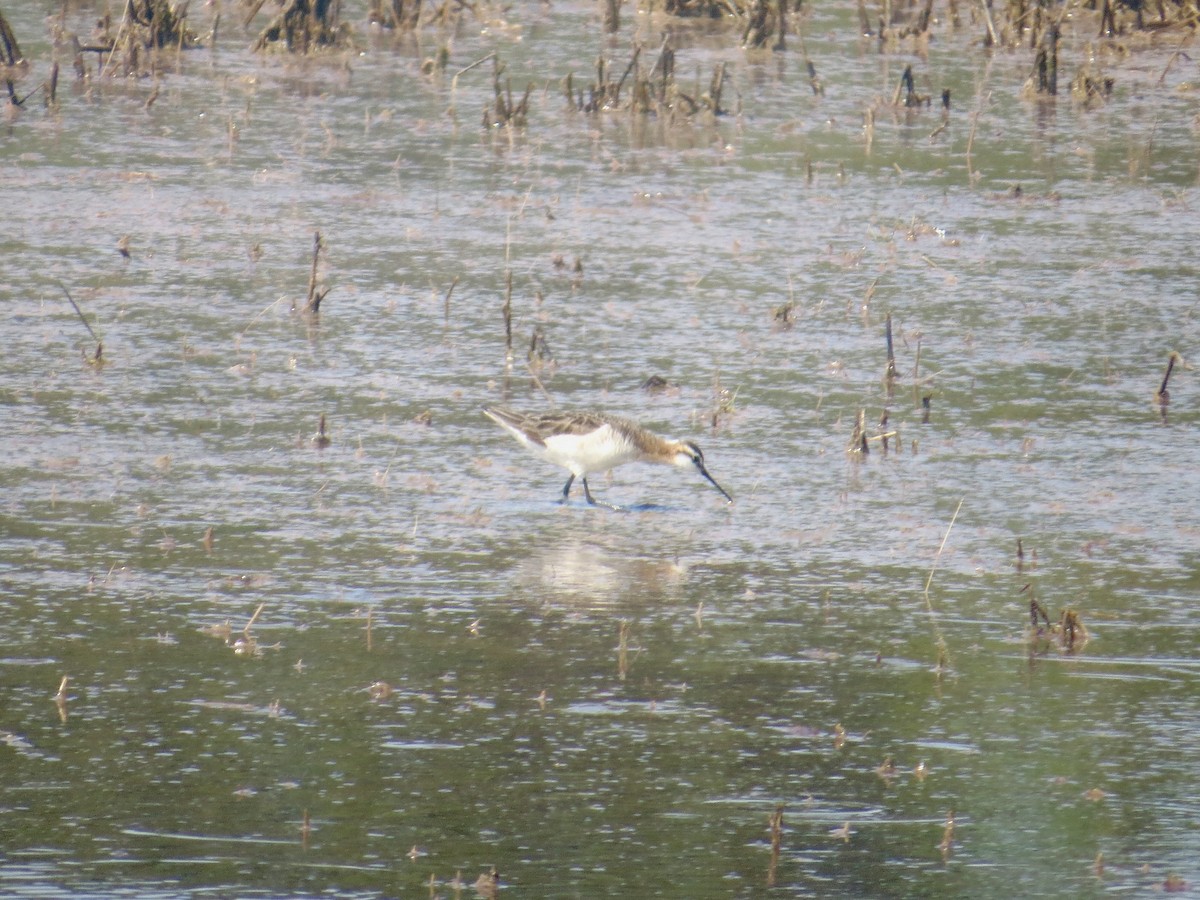 Wilson's Phalarope - ML620551177