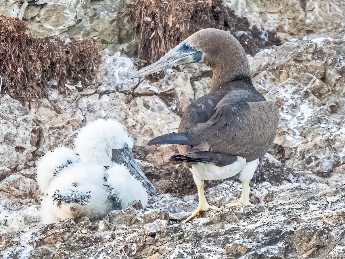 Brown Booby - ML620551187
