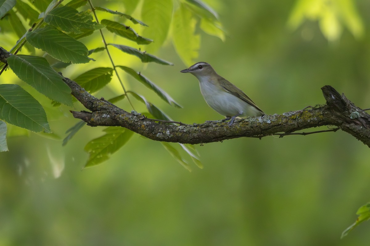 Red-eyed Vireo - ML620551189