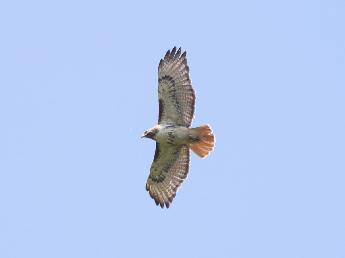 Red-tailed Hawk - ML620551199