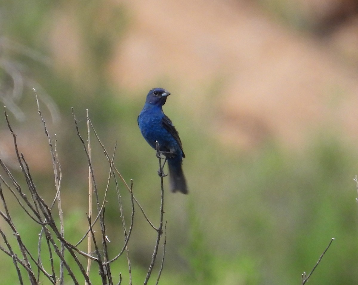 Indigo Bunting - ML620551202