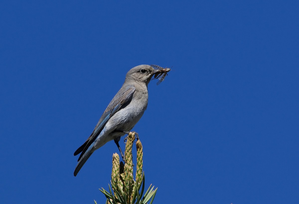 Mountain Bluebird - ML620551208