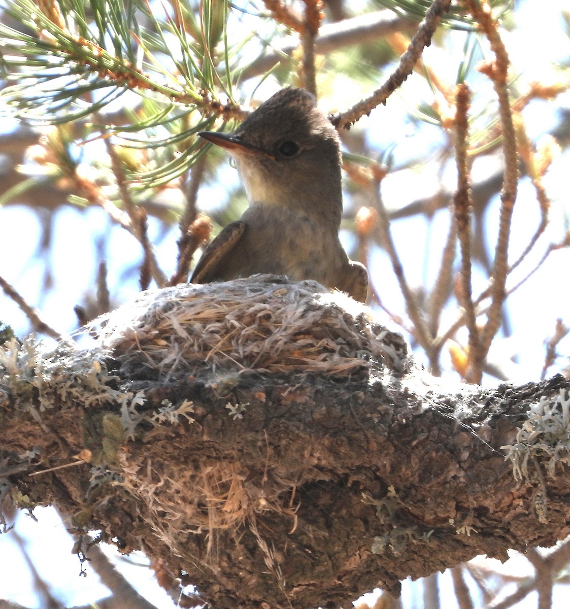 Western Wood-Pewee - ML620551212