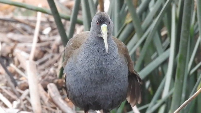 Plumbeous Rail - ML620551215