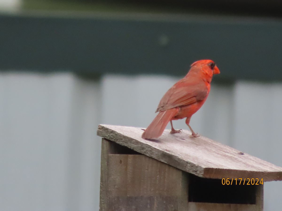 Northern Cardinal - ML620551216