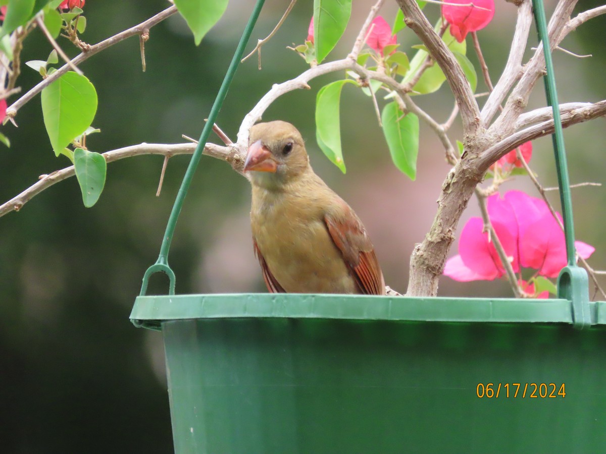 Northern Cardinal - ML620551220